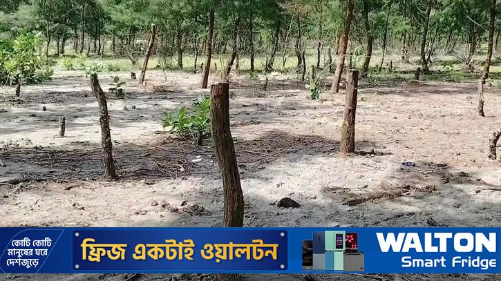 বিশ্ব প্রকৃতি সংরক্ষণ দিবস: অস্তিত্ব সংকটে কুয়াকাটার জীববৈচিত্র্য ও বনভূমি